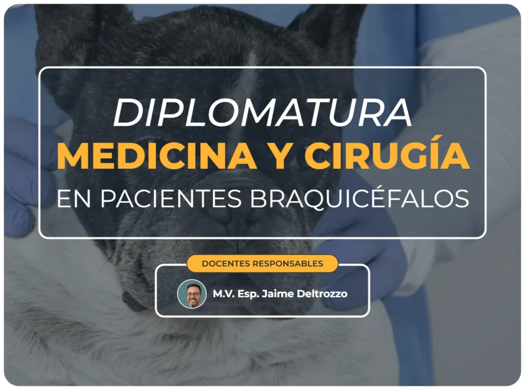 Diplomatura medicina y cirugía