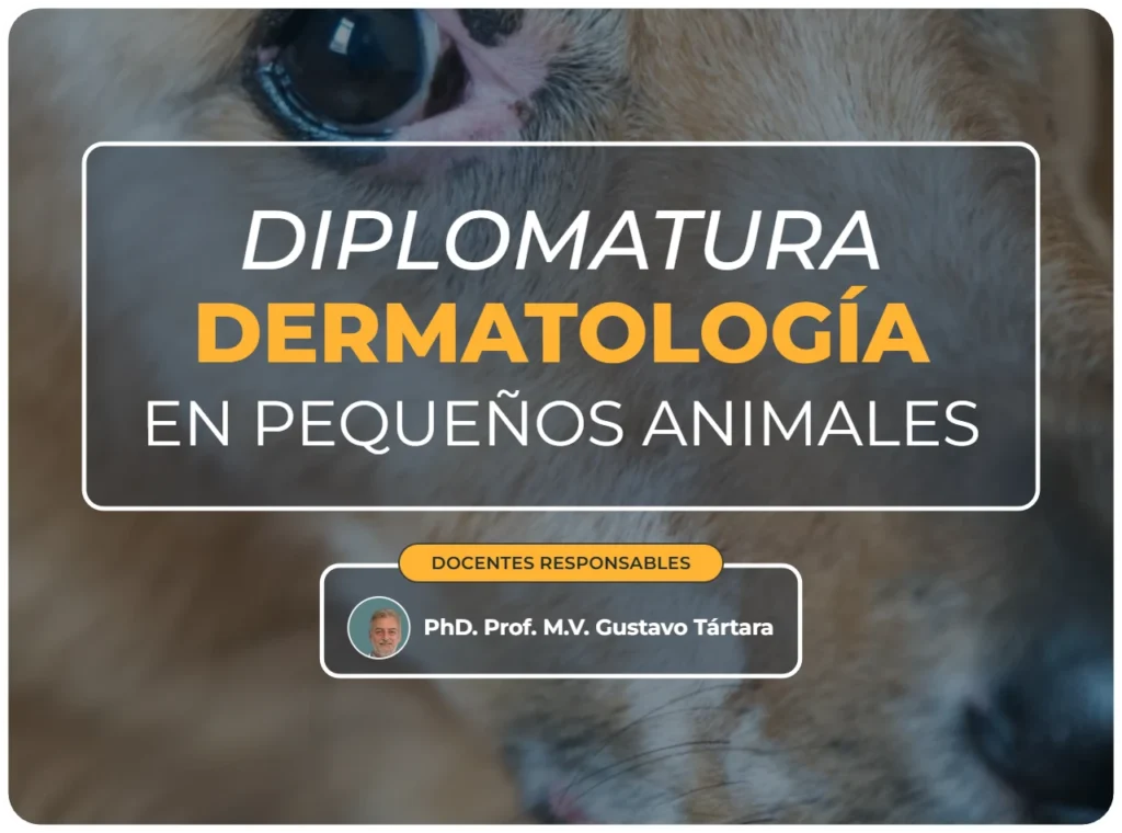 Diplomatura dermatología