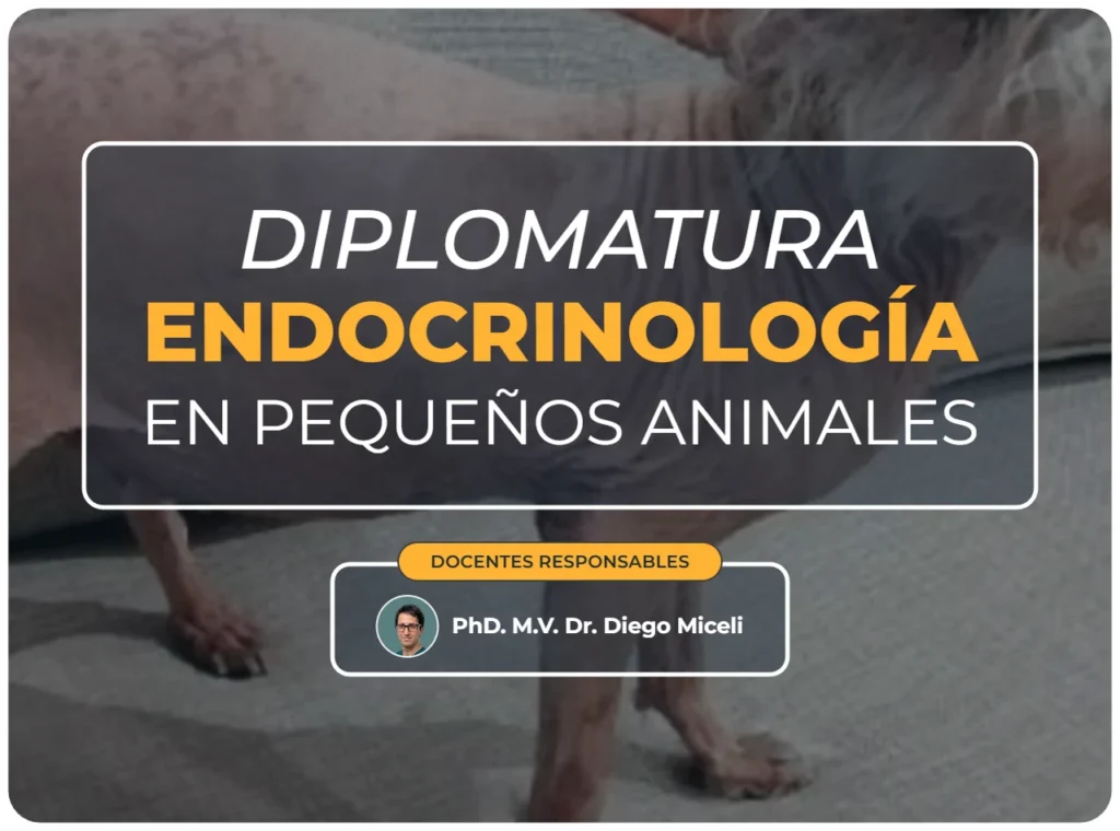 Diplomatura endocrinología