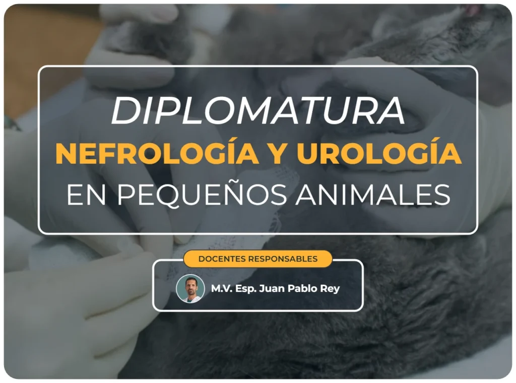 Diplomatura nefrología y urología