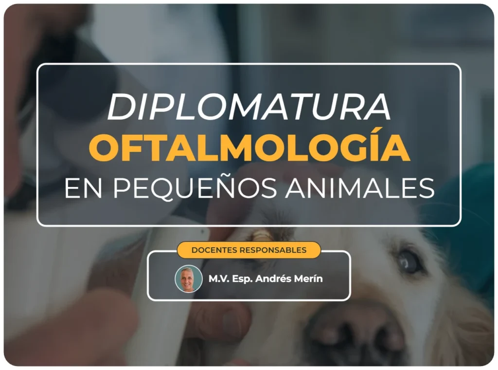 Diplomatura oftalmología